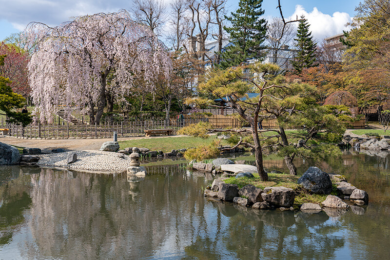 桜