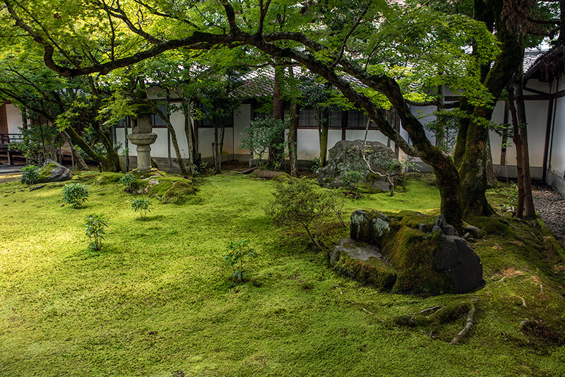 黒書院の南側にも苔庭
