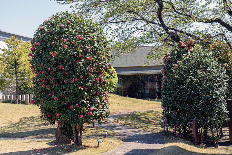 芝庭