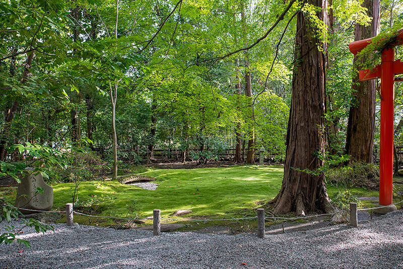 野宮のじゅうたん苔　全景