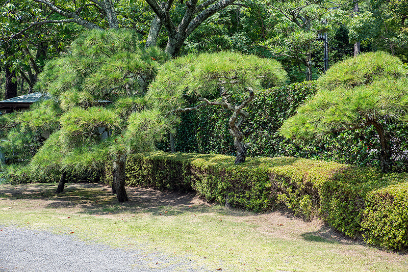 奥の林まで含めたひと続きの景観