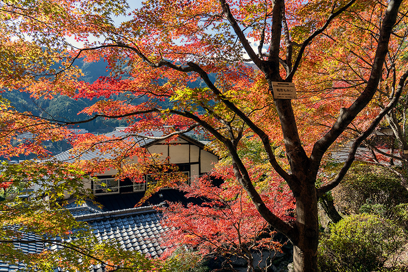 温泉寺の紅葉