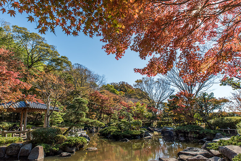 もみじ広場の紅葉