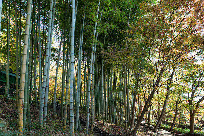 竹林を歩く