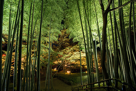 大磯城山公園のライトアップ