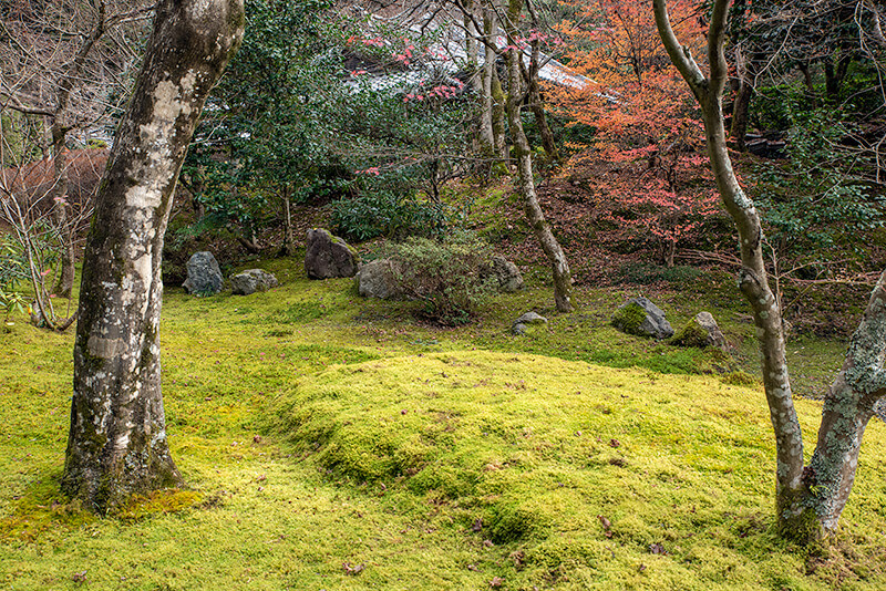 苔庭にも石組