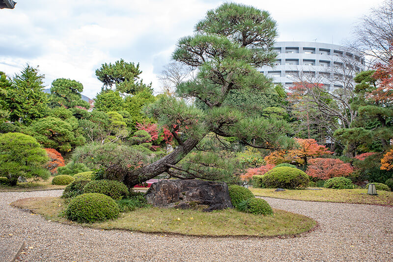 樹齢360年の松