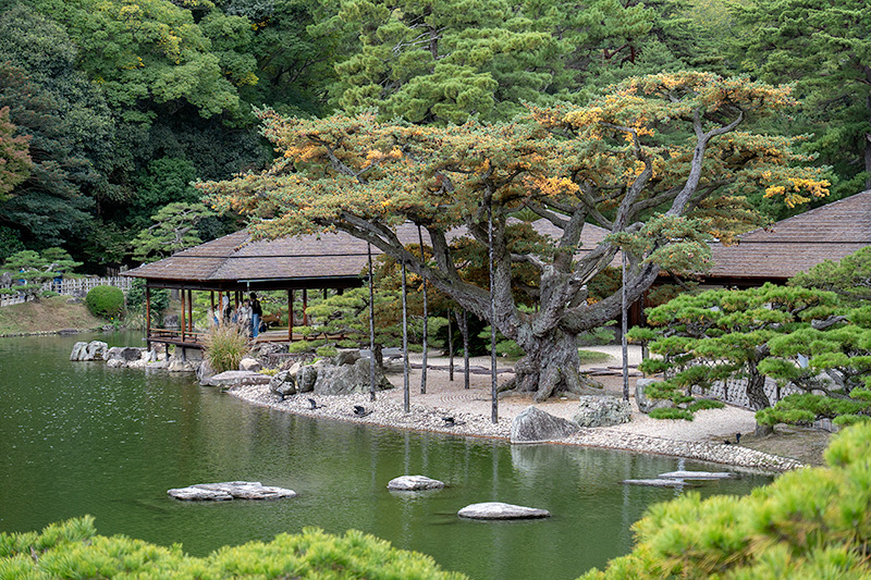 掬月亭と根上り五葉松