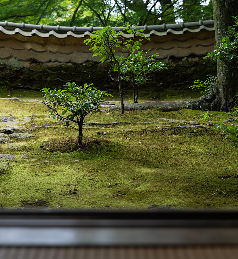 老欅荘の苔庭と土塀