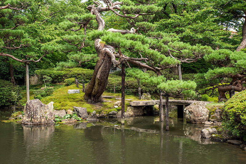力強い松と石橋