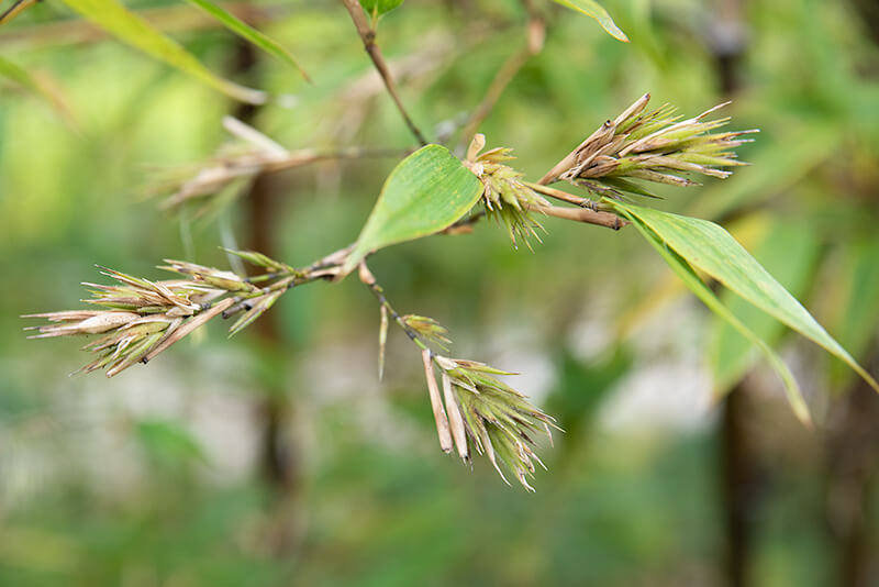 60年に一度しか開花しないといわれる竹の花
