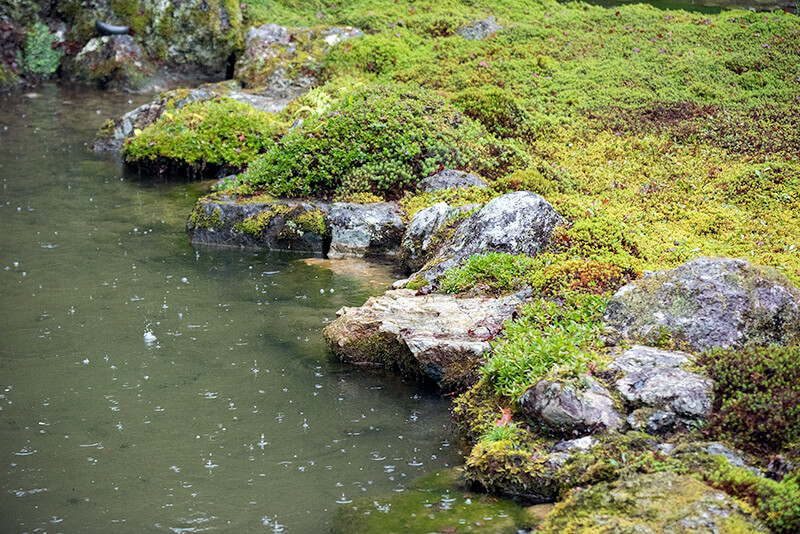 苔庭と護岸石組
