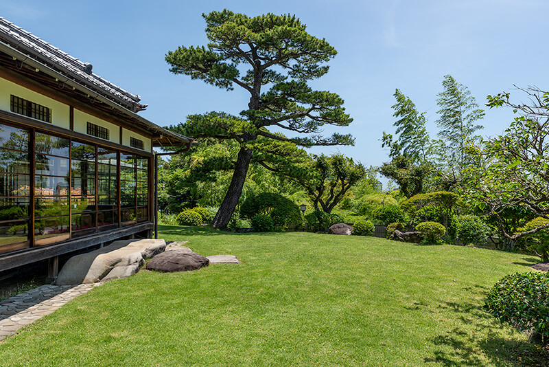 芝庭に立派な松