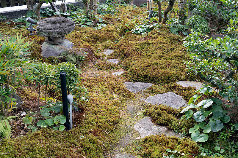 苔敷きの平地