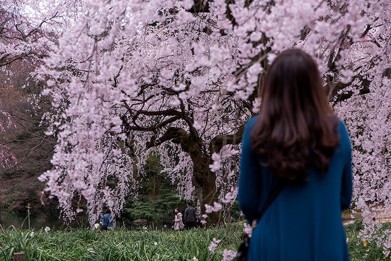 桜を愛でる女性