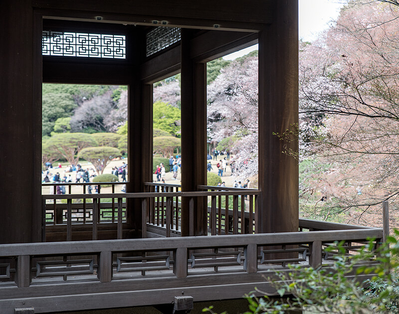 旧御涼亭から桜と庭園を望む