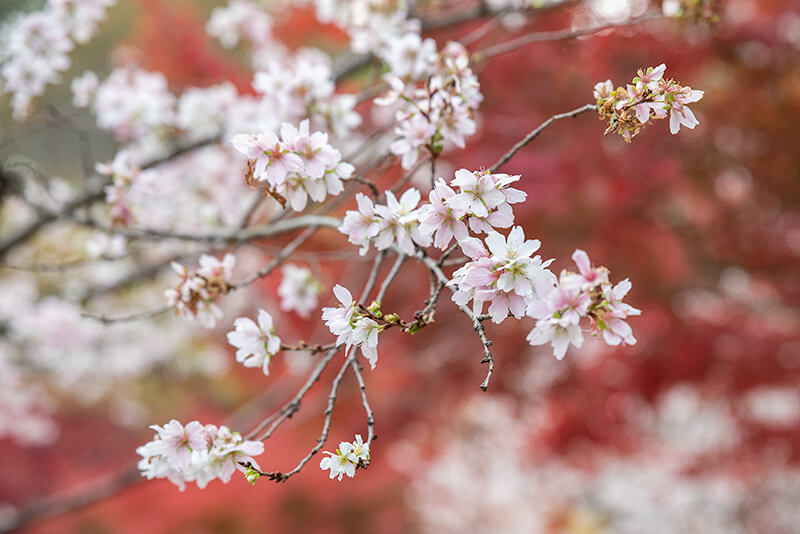 四季桜