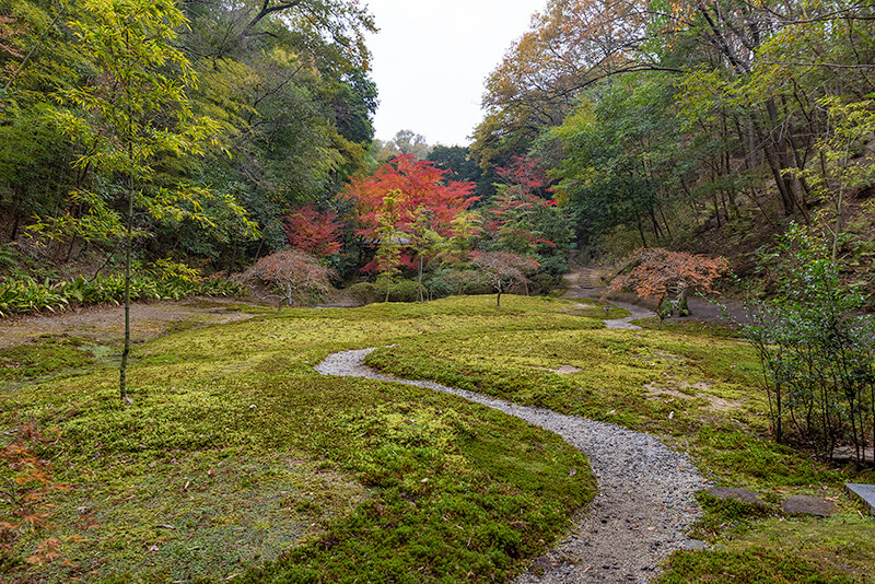 苔庭