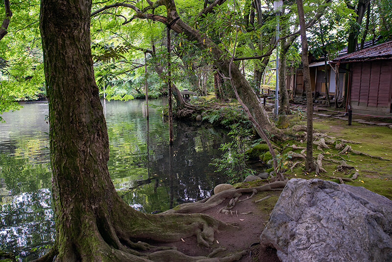 自然豊かな池泉庭園