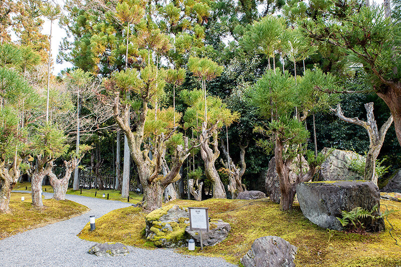 北山杉