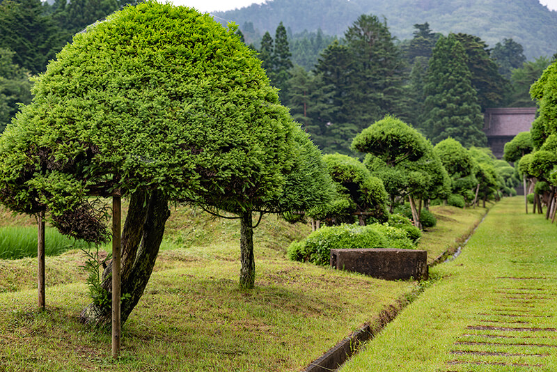 「きのこ杉」と呼ばれる天然記念物