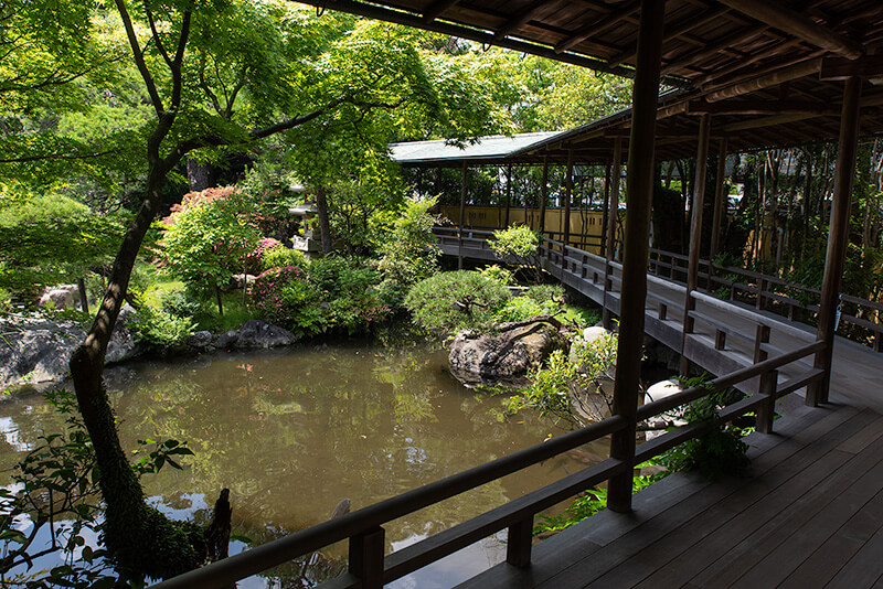 鯉が泳ぐ池泉