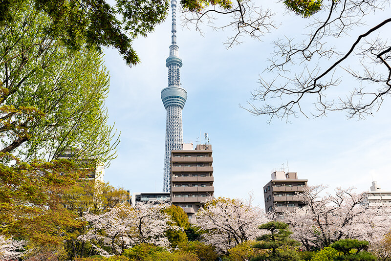 隅田公園の日本庭園からみた東京スカイツリー