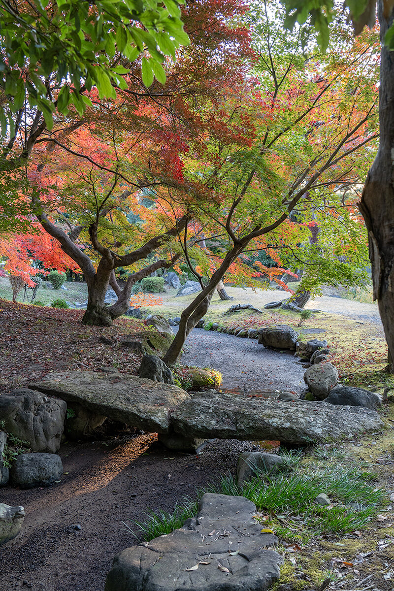 紅葉の彩り