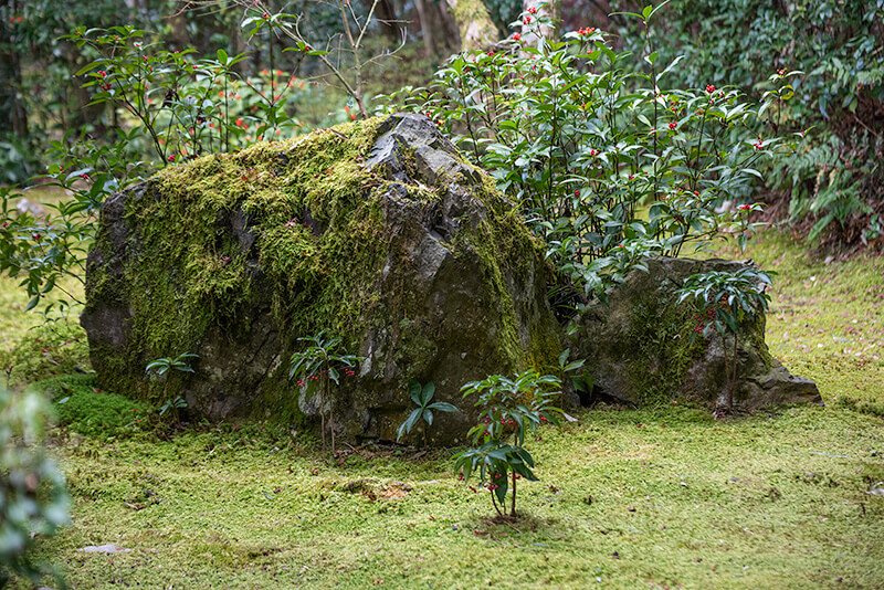 苔のコンディション