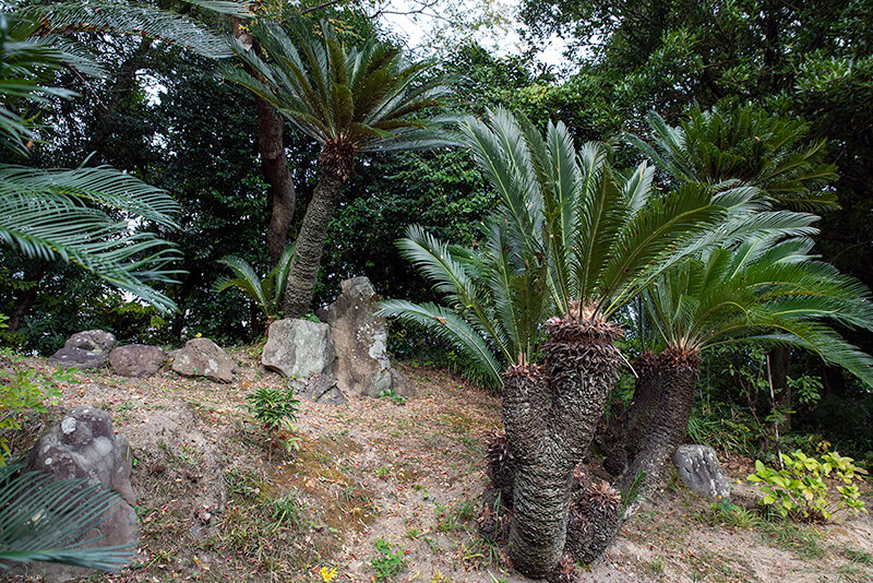 蘇鉄山