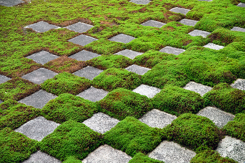 東福寺　北庭　苔クローズアップ