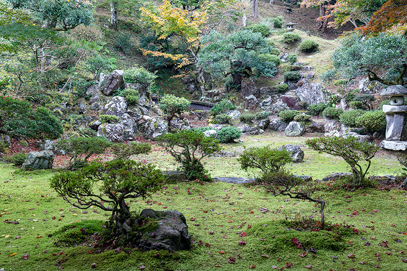 小振りな松