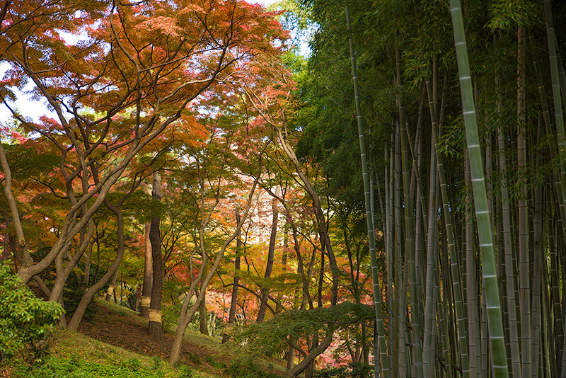 竹林と紅葉の競演