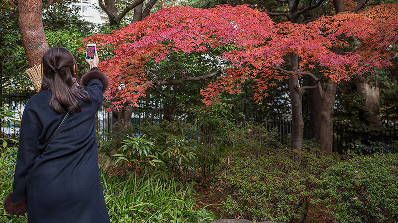 スマホで紅葉を撮影する女性