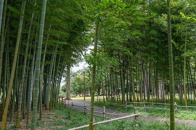 竹林
