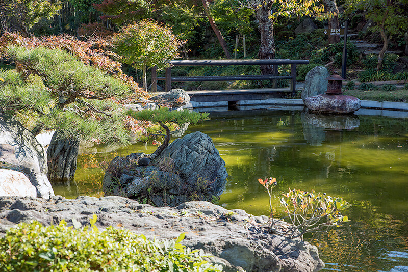 岩の上の松