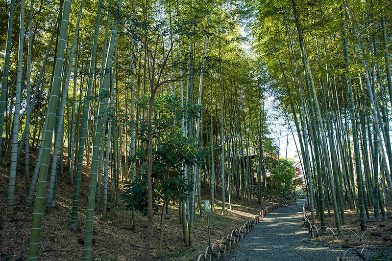 竹林