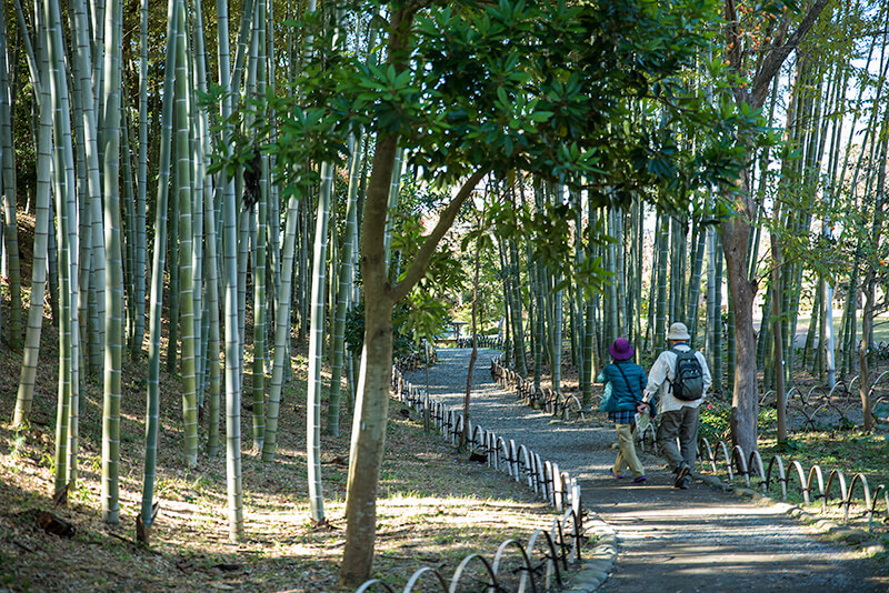 竹林の散策路に緩やかなカーブ