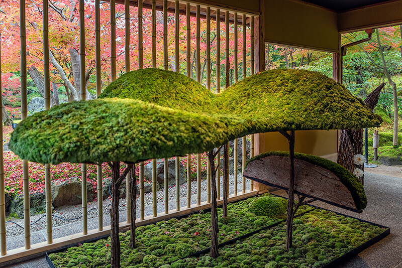 苔の作品